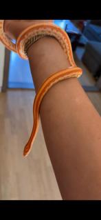 Rattenslang najaar 2023, Dieren en Toebehoren, Reptielen en Amfibieën, Slang, Tam