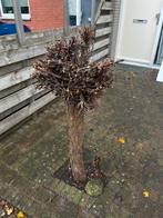 Twee knotliguster bomen - zelf uitgraven, Tuin en Terras, Planten | Bomen, Bloeit niet, 100 tot 250 cm, Ophalen, Volle zon