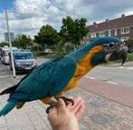 Blauwkeel Ara Pop 23, Dieren en Toebehoren, Vogels | Parkieten en Papegaaien, Vrouwelijk, Papegaai, Pratend