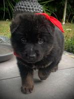 Duitse herder pups, CDV (hondenziekte), 8 tot 15 weken, Meerdere, Meerdere dieren