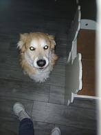 Oppas voor hond gezocht, Ophalen of Verzenden, Zo goed als nieuw