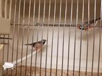 Jonge spitstaart amadine, Dieren en Toebehoren, Vogels | Overige Vogels, Meerdere dieren, Tropenvogel