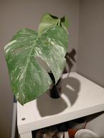 Monstera Variegata kopstek  nr 15, Huis en Inrichting, Kamerplanten, Ophalen of Verzenden, Halfschaduw, Minder dan 100 cm