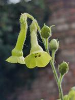 zaden Nicotiana langsdorfii Lime, Verzenden, Voorjaar, Halfschaduw, Zaad