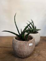 Sanseveria incl. pot – Stevige en stijlvolle plant, Ophalen, Halfschaduw, Minder dan 100 cm