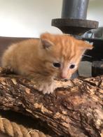 Rode kitten Europese korthaar/blauw Rus Britse korthaar, Dieren en Toebehoren, Katten en Kittens | Overige Katten, Kater
