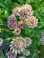 Zaden Astrantia roze, Verzenden, Voorjaar, Volle zon, Zaad