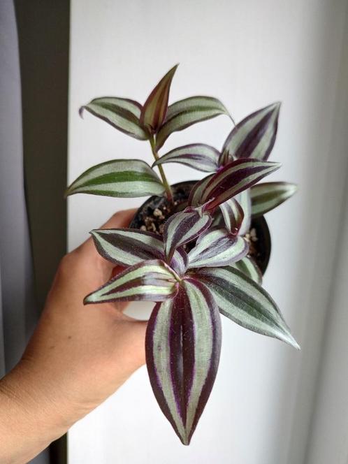Tradescantia zebrina € 2 per stuk, Huis en Inrichting, Kamerplanten, Overige soorten, Minder dan 100 cm, Bloeiende kamerplant