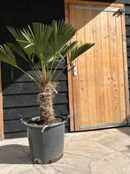 Trachycarpus Wagnerianus palmboom 30/40 cm stam, Tuin en Terras, Planten | Bomen, Zomer, Volle zon, Ophalen, Palmboom