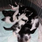 Kittens 4 stuks, Dieren en Toebehoren, Katten en Kittens | Overige Katten, Meerdere dieren, Kortharig, 0 tot 2 jaar
