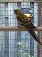 0-1 strogele rosella ek25, Dieren en Toebehoren, Vogels | Parkieten en Papegaaien, Vrouwelijk, Parkiet, Geringd