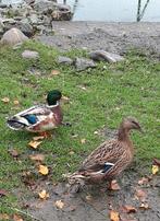 mooi koppel bonte eenden, Dieren en Toebehoren, Pluimvee, Meerdere dieren, Eend