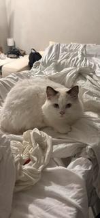 100% Ragdoll, blue-eyed, 11 maanden oud, Kater, Gechipt