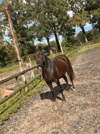 Knappe, superlieve grote C 11j New Forest Ster (fok)merrie, Dieren en Toebehoren, Pony's, Merrie