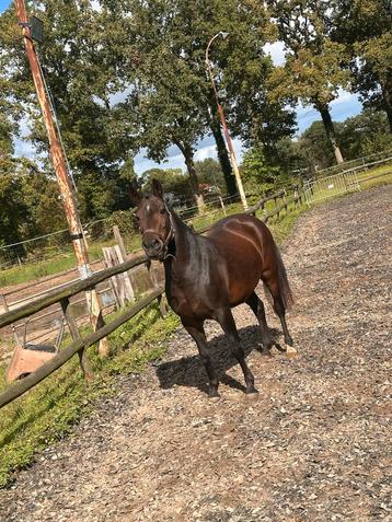 Knappe, superlieve grote C 11j New Forest Ster (fok)merrie beschikbaar voor biedingen