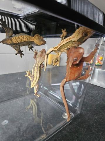 Wimpergecko's beschikbaar voor biedingen