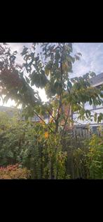 2x kersenboom ,3 jaar oud, rode en zoete kersen, Tuin en Terras, Planten | Bomen, Ophalen of Verzenden, Volle zon, Overige soorten