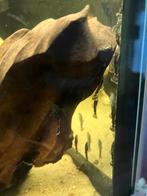 Borstelneus algeneter  baby vissen, Dieren en Toebehoren, Vissen | Aquariumvissen, Vis