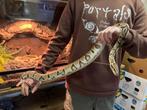 2 koningspythons, Dieren en Toebehoren, Slang, Tam