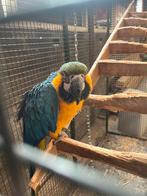 Ara papagaai man, Mannelijk, Papegaai, Tam