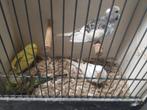Jonge grasparkietje, Dieren en Toebehoren, Vogels | Parkieten en Papegaaien, Geslacht onbekend, Parkiet, Tam