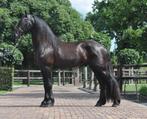 3 jarige friese hengst v.Boet, Gechipt, Hengst, 3 tot 6 jaar, 160 tot 165 cm
