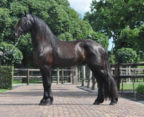 3 jarige friese hengst v.Boet, Dieren en Toebehoren, Paarden, Hengst, Onbeleerd, 160 tot 165 cm, 3 tot 6 jaar, Met stamboom, Gechipt