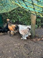2 Brahma Kippen Groot Ras, Dieren en Toebehoren, Pluimvee, Vrouwelijk, Kip