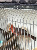 Rode kardinalen 21-23, Dieren en Toebehoren, Vogels | Overige Vogels, Meerdere dieren