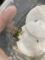 Trio Oophaga pumilio “colon, Dieren en Toebehoren, Reptielen en Amfibieën, Hagedis