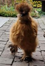 Zeer mooie Amerikaanse Zijdehoen haan GRATIS, Dieren en Toebehoren, Mannelijk, Kip