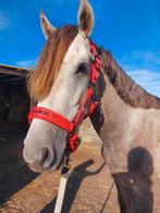 3 jarige Epony hengst, Dieren en Toebehoren, Pony's, E pony (1.48m - 1.57m), Hengst, 3 tot 6 jaar, Gechipt