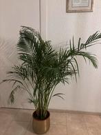 Mooie Areca Palm in Pot, Ophalen, 100 tot 150 cm, Palm, Halfschaduw