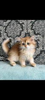 British Golden Longhair and shorthair kittens, Dieren en Toebehoren, Katten en Kittens | Raskatten | Langhaar, Meerdere dieren