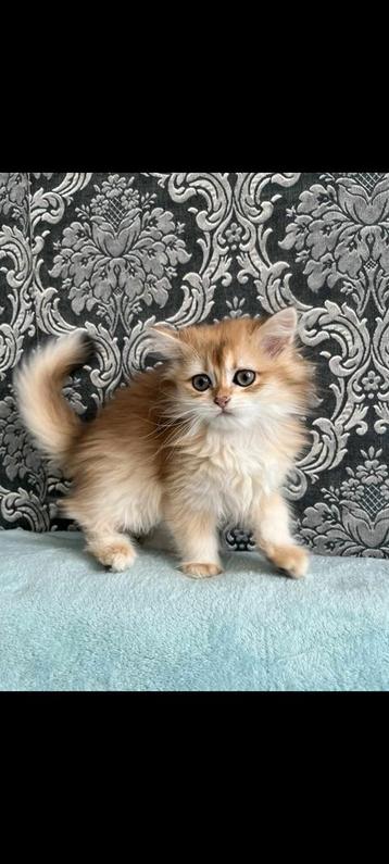British Golden Longhair & shorthair kittens 2 more available beschikbaar voor biedingen