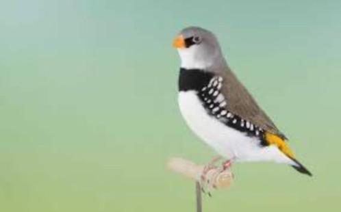 Diamantvinken Prachtige koppel, Dieren en Toebehoren, Vogels | Overige Vogels, Tropenvogel, Meerdere dieren