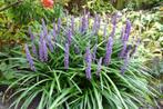 Leliegras, Liriope muscari, Ophalen, Volle zon, Vaste plant, Siergrassen