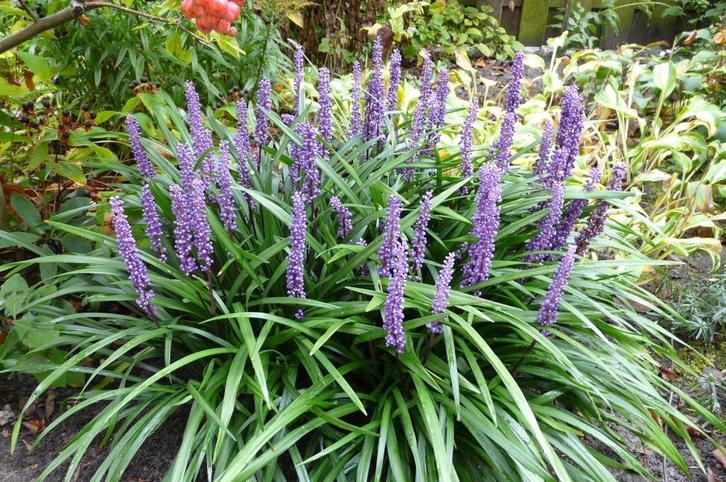 Leliegras, Liriope muscari, Tuin en Terras, Planten | Tuinplanten, Vaste plant, Siergrassen, Volle zon, Herfst, Ophalen