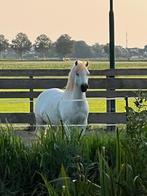 Leuke A/B sportpony, Dieren en Toebehoren, Merrie, Springpony, A pony (tot 1.17m), L