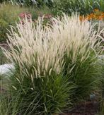Pennisetum orientale “White” – Elegant Witte Pluimen, Ophalen of Verzenden, Zomer, Overige soorten, Halfschaduw