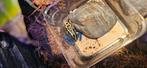 Dendrobates tinctorius, Overige soorten, 0 tot 2 jaar
