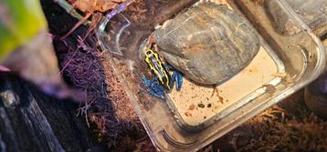 Dendrobates tinctorius beschikbaar voor biedingen