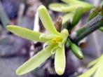 Caudex Adenia Spinosa uit Zuid Afrika 30cm schaal., Huis en Inrichting, Kamerplanten, Overige soorten, Minder dan 100 cm, Ophalen of Verzenden