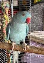 Halsbandparkiet, Dieren en Toebehoren, Vrouwelijk, Parkiet