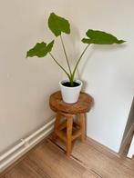 Houten planten tafeltje, Ophalen, Gebruikt, Hout