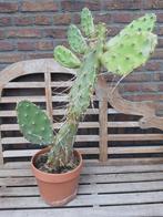 Opuntia cactus, schijfcactus, Ophalen, Minder dan 100 cm, Volle zon, In pot