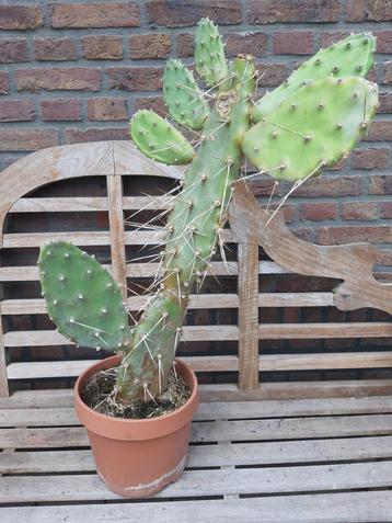 Opuntia cactus, schijfcactus beschikbaar voor biedingen