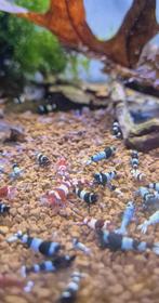 Taiwan Bee Garnalen, Kreeft, Krab of Garnaal