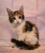 Maine coon poesjes met stamboom polydactyl, Dieren en Toebehoren, Poes, Gechipt, 0 tot 2 jaar