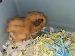 cavia, Ophalen, Kooi, Cavia, Minder dan 60 cm